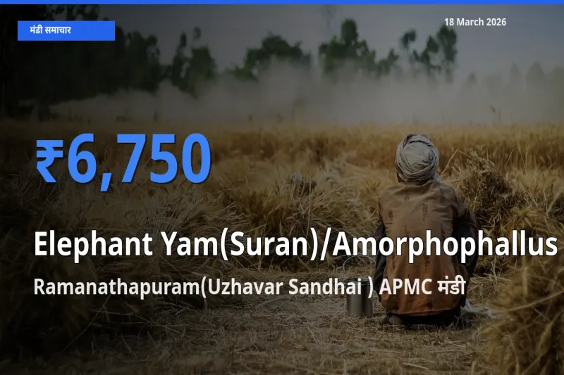 Ramanathapuram(Uzhavar Sandhai ) APMC मंडी में आज जिमीकंद (सूरन) के सबसे ऊँचे दाम दर्ज