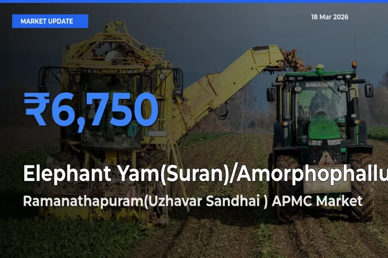 Ramanathapuram(Uzhavar Sandhai ) APMC Tops Elephant Yam(Suran)/Amorphophallus Rates – March 18 Market Update