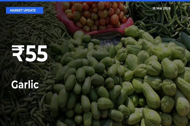 Garlic Trend Strengthens Across Major Mandis