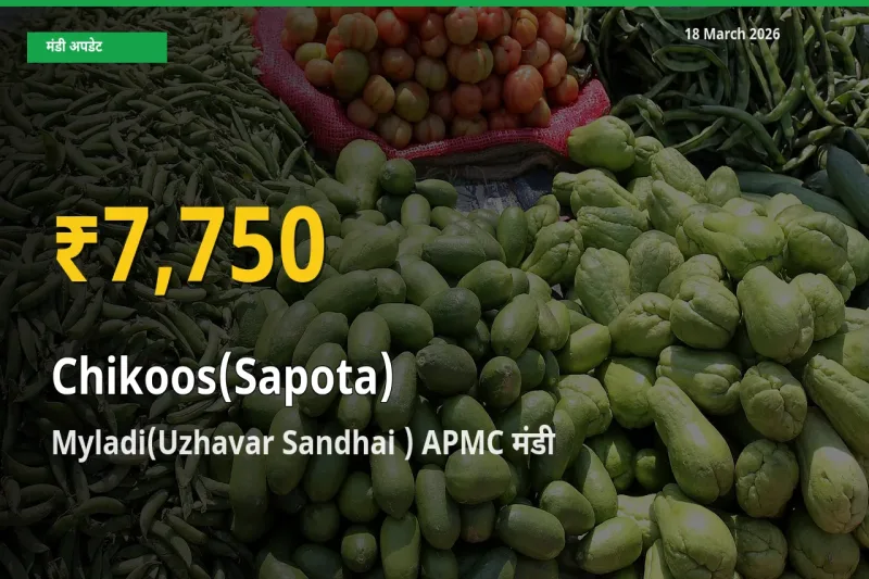 चीकू के भावों में जबरदस्त उछाल, Myladi(Uzhavar Sandhai ) APMC में नया उच्च स्तर