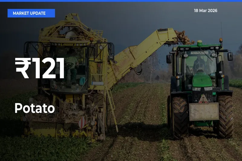 Potato Shows Strong Mandi Trend – March 18 Market Update