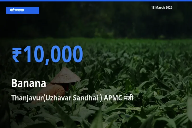 किसानों की पसंद बना Thanjavur(Uzhavar Sandhai ) APMC, केला के सबसे अच्छे दाम