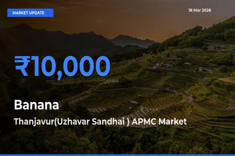 Thanjavur(Uzhavar Sandhai ) APMC Emerges as Top Mandi for Banana Prices Today