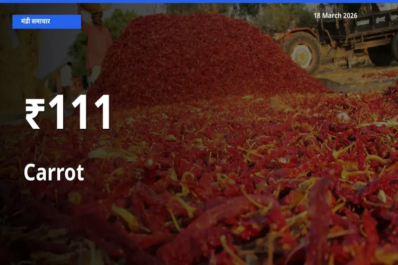 111+ मंडियों में गाजर के दामों का एक जैसा ट्रेंड