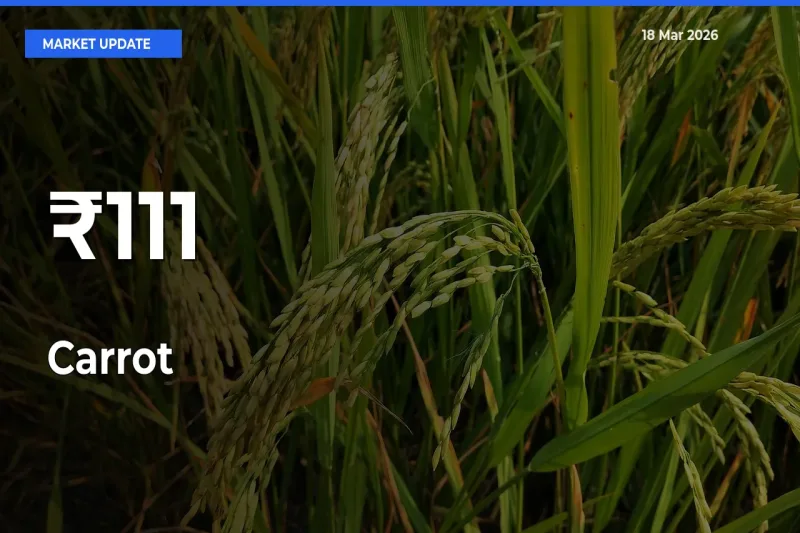 Carrot Shows Strong Mandi Trend – March 18 Market Update
