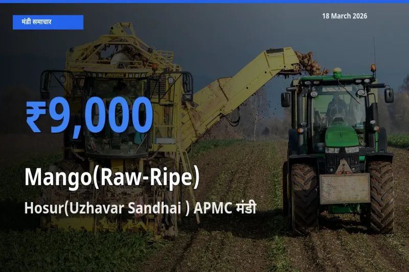 Hosur(Uzhavar Sandhai ) APMC में आम (कच्चा-पका) का आज सबसे ऊँचा भाव