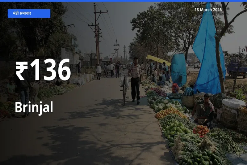 कई मंडियों में बैंगन के भाव एक दिशा में, बाज़ार का रुख साफ