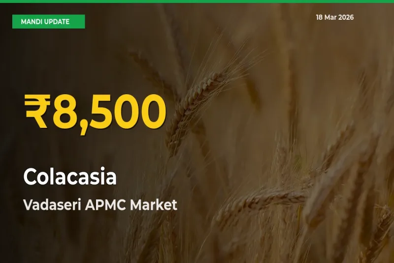Farmers Benefit as Colacasia Rate Touches New High in Vadaseri APMC
