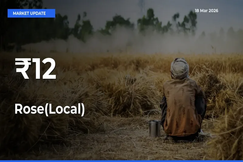 Rose(Local) Prices Trend Across 12+ Mandis – Market Direction Turns Clear