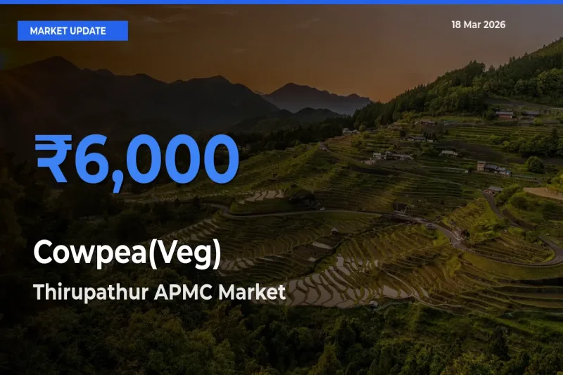 Thirupathur APMC Leads as Top Mandi for Cowpea(Veg) Prices