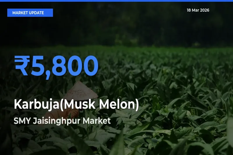 SMY Jaisinghpur Leads as Top Mandi for Karbuja(Musk Melon) Prices