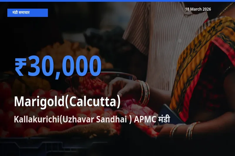 किसानों की पसंद बना Kallakurichi(Uzhavar Sandhai ) APMC, गेंदा (कलकत्ता) के सबसे अच्छे दाम
