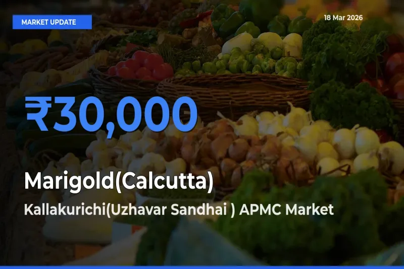 Kallakurichi(Uzhavar Sandhai ) APMC Emerges as Top Mandi for Marigold(Calcutta) Prices Today