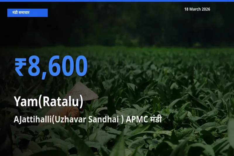 बाज़ार संकेत: AJattihalli(Uzhavar Sandhai ) APMC बना रतालू (रतलू) के लिए आज की टॉप मंडी