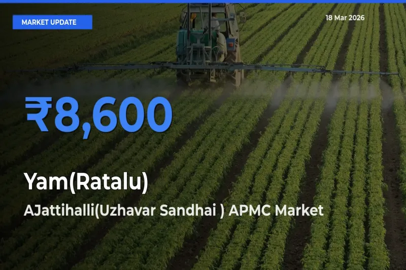 Top Performer! AJattihalli(Uzhavar Sandhai ) APMC Offers Best Yam(Ratalu) Price Today