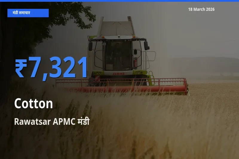 18 March अपडेट: कपास के सबसे ऊँचे दाम Rawatsar APMC मंडी में