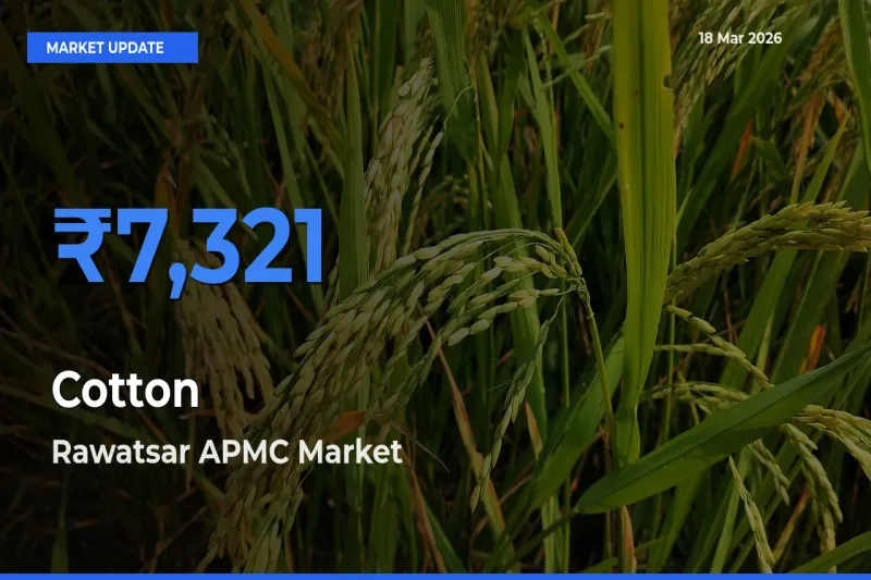 Rawatsar APMC Tops Cotton Mandi Rates Today