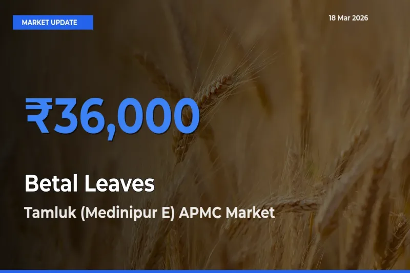 Top Performer! Tamluk (Medinipur E) APMC Offers Best Betal Leaves Price Today