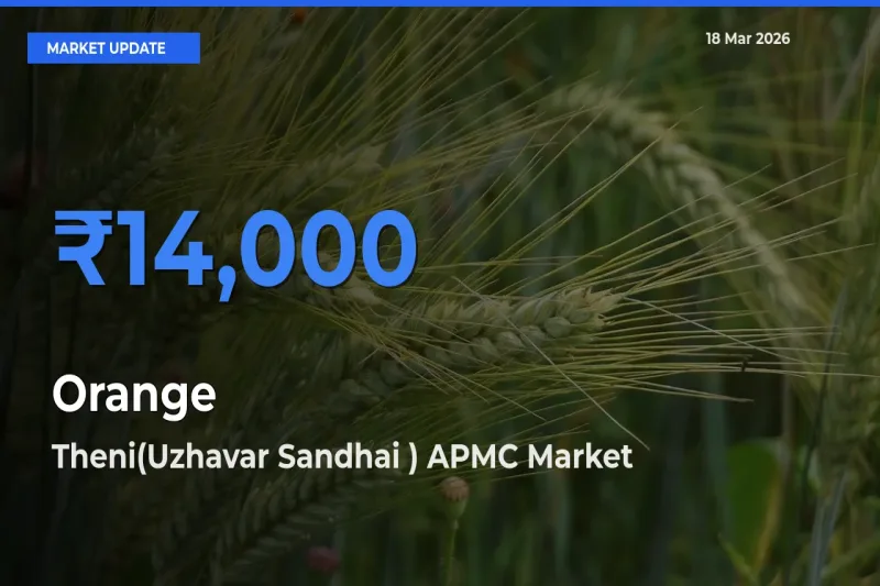 Theni(Uzhavar Sandhai ) APMC Leads as Top Mandi for Orange Prices