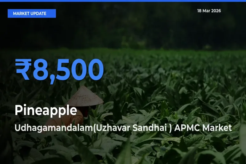 Udhagamandalam(Uzhavar Sandhai ) APMC Offers ₹8,500 – Highest Pineapple Rate Today