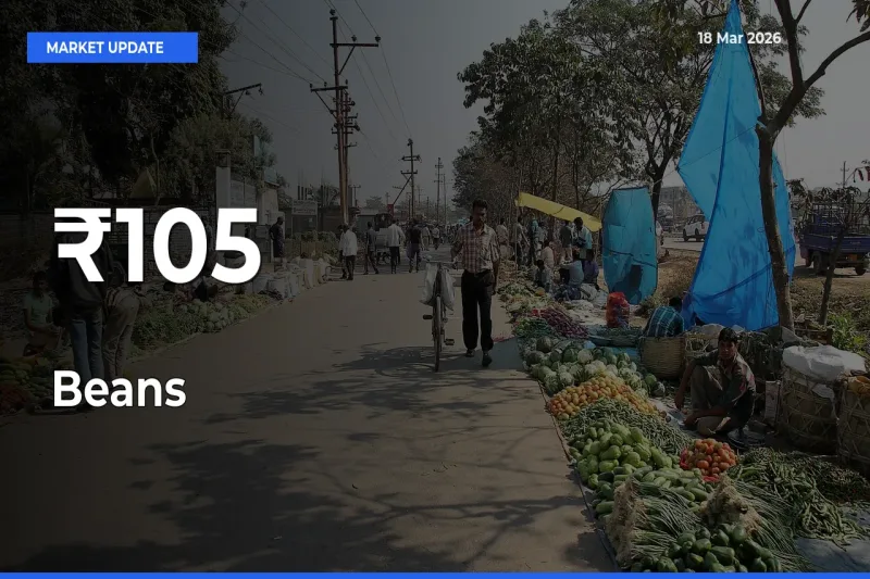 Strong Trend in Beans Rates Across Multiple Mandis – What It Means for Traders