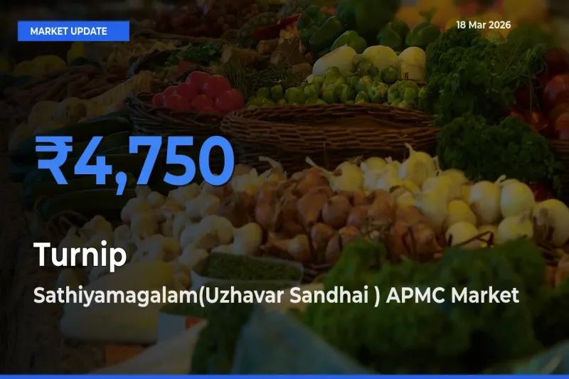 Sathiyamagalam(Uzhavar Sandhai ) APMC Leads as Top Mandi for Turnip Prices