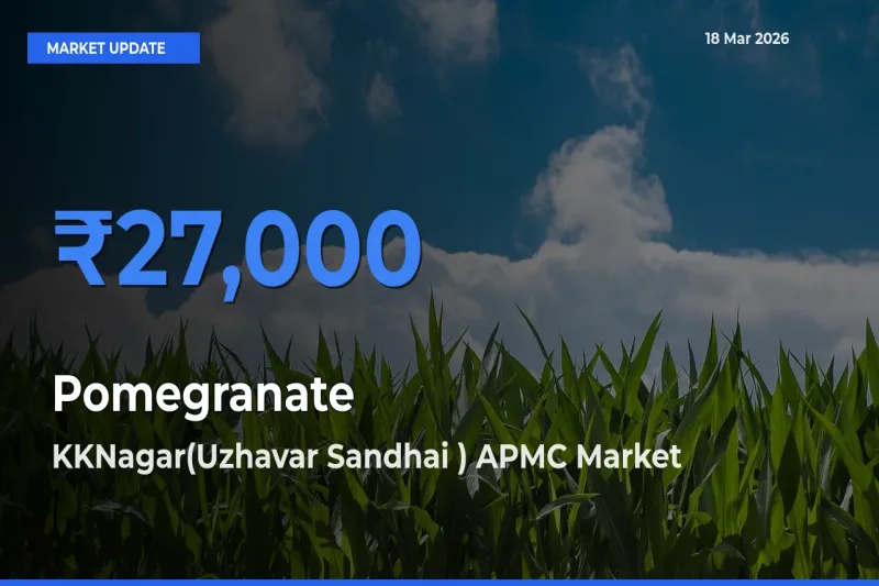 Top Performer! KKNagar(Uzhavar Sandhai ) APMC Offers Best Pomegranate Price Today