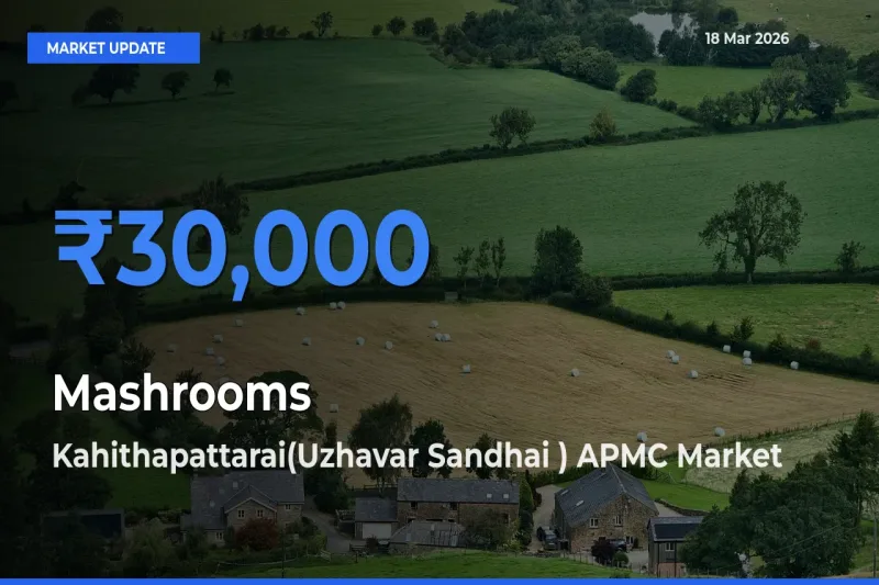 Kahithapattarai(Uzhavar Sandhai ) APMC Tops Mashrooms Mandi Rates Today