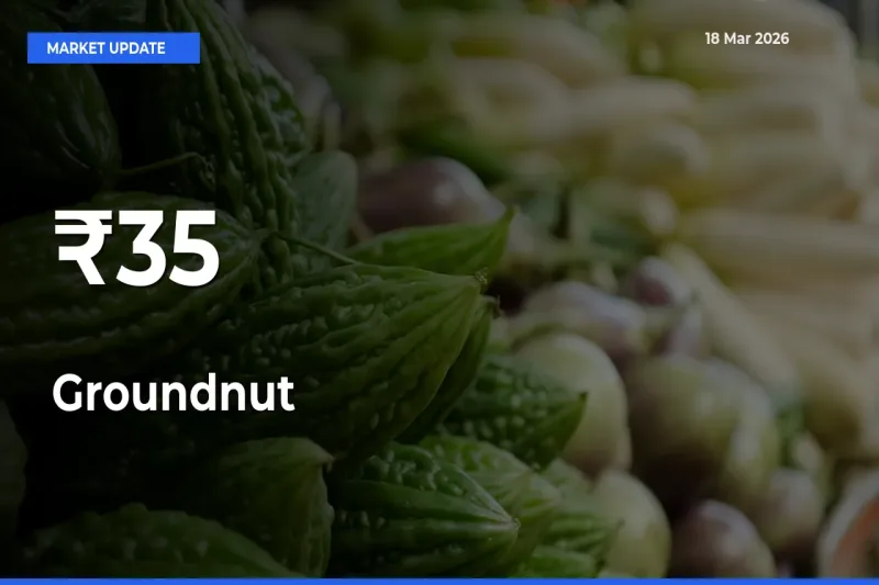 Groundnut Prices Trend Across 35+ Mandis – Market Direction Turns Clear