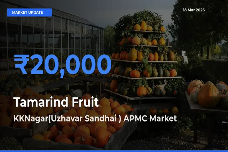 Top Performer! KKNagar(Uzhavar Sandhai ) APMC Offers Best Tamarind Fruit Price Today