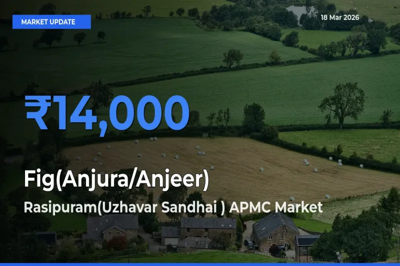 Rasipuram(Uzhavar Sandhai ) APMC Leads as Top Mandi for Fig(Anjura/Anjeer) Prices