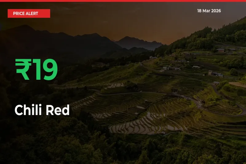 This Mandi Records 19.07% Jump in Chili Red Prices