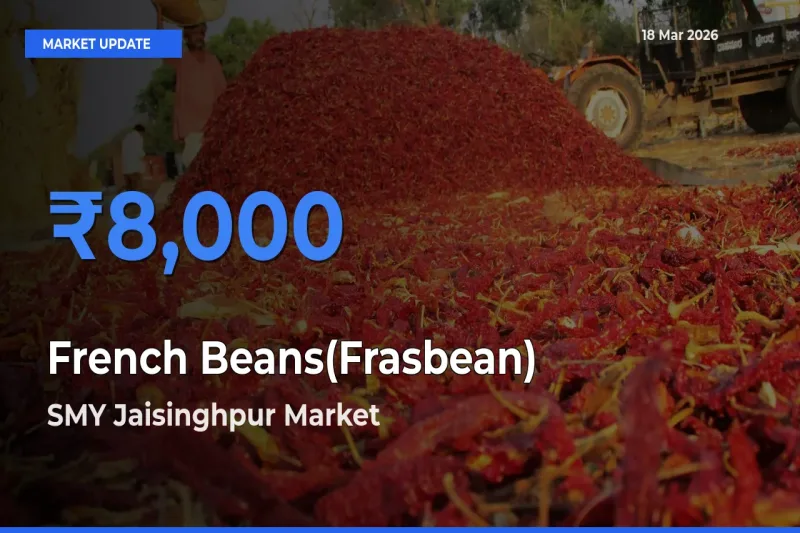 French Beans(Frasbean) Mandi Rate Today: SMY Jaisinghpur Tops the List