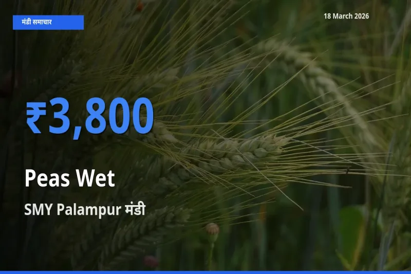 SMY Palampur मंडी में हरी मटर ₹3,800 पर पहुँचा – आज का सर्वोच्च भाव