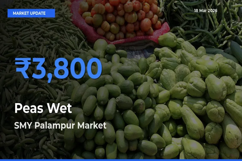 Farmers Prefer SMY Palampur as Peas Wet Hits Highest Rate