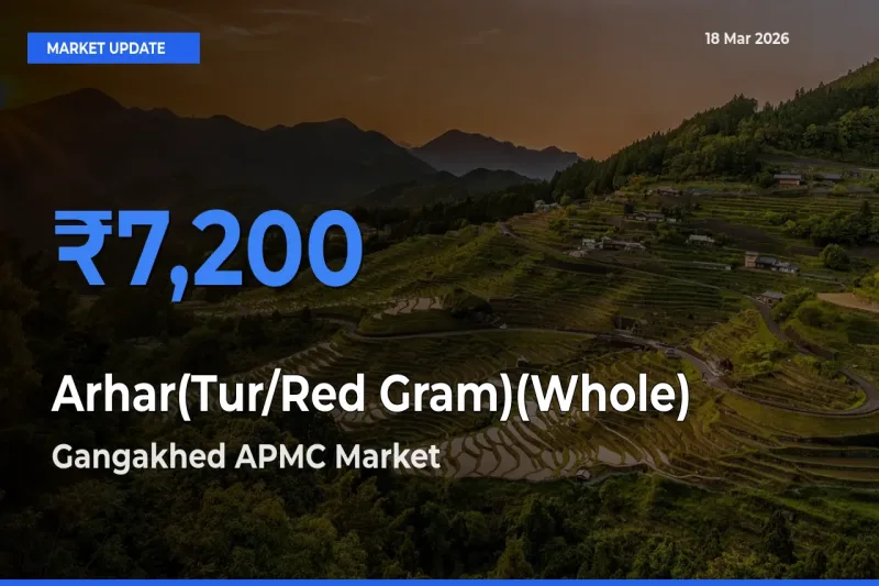 Arhar(Tur/Red Gram)(Whole) Mandi Rate Today: Gangakhed APMC Tops the List