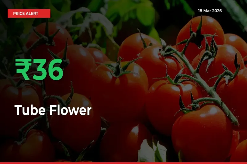 35.59% Spike in Tube Flower Prices – Mandi Sees Sudden Rally