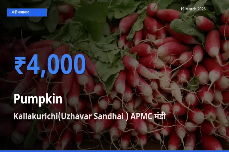आज कद्दू के सबसे ज़्यादा दाम Kallakurichi(Uzhavar Sandhai ) APMC मंडी में दर्ज