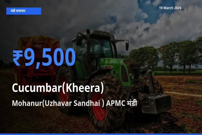 आज का मंडी भाव: खीरा के सबसे ज़्यादा दाम Mohanur(Uzhavar Sandhai ) APMC में