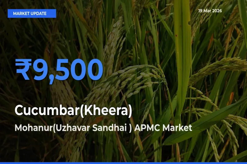 Mohanur(Uzhavar Sandhai ) APMC Tops Cucumbar(Kheera) Rates – March 19 Market Update