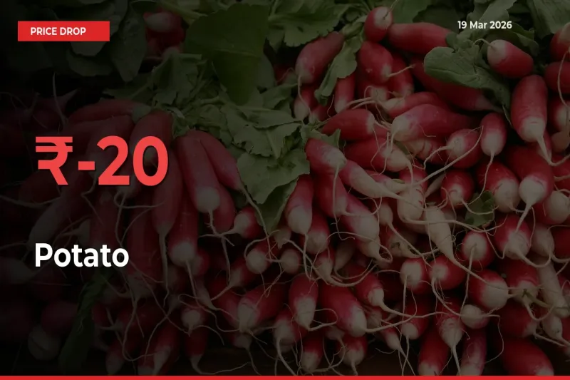 Potato Prices Drop 19.92% – March 19 Market Update from Mandis