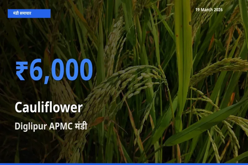 आज फूलगोभी के सबसे ऊँचे दाम ₹6,000 Diglipur APMC मंडी में