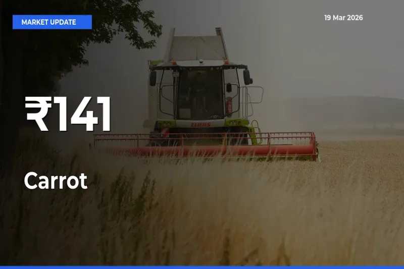 Carrot Prices Gain Momentum Across 141+ Mandis – Market Trend Strengthens