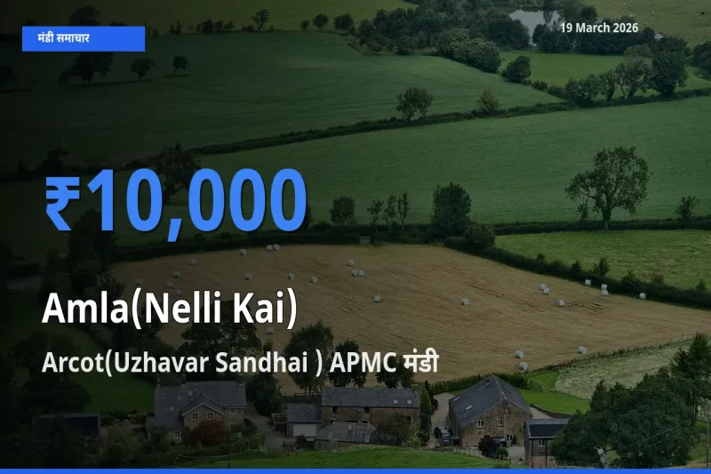 आज आंवला के सबसे ज़्यादा दाम Arcot(Uzhavar Sandhai ) APMC मंडी में दर्ज