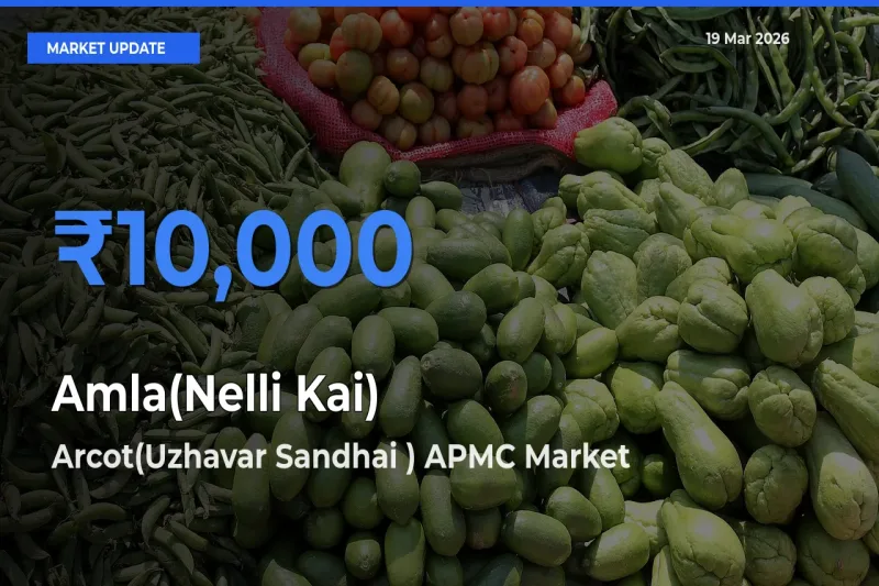 Market Watch: Arcot(Uzhavar Sandhai ) APMC Becomes Top Mandi for Amla(Nelli Kai)