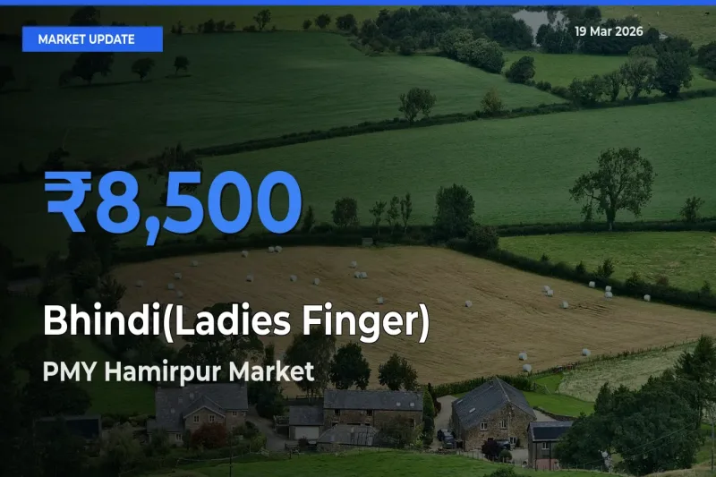 PMY Hamirpur Tops Bhindi(Ladies Finger) Mandi Rates Today