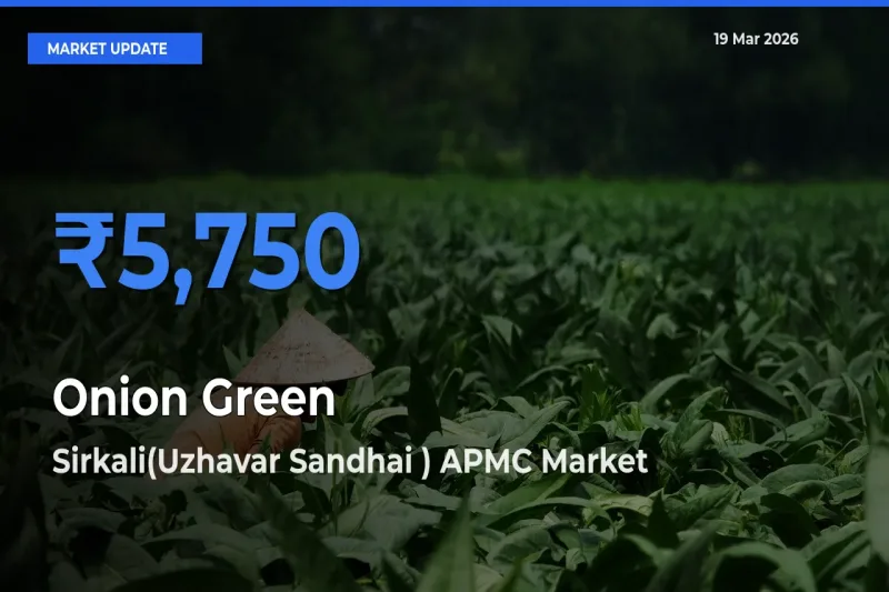 Farmers Prefer Sirkali(Uzhavar Sandhai ) APMC as Onion Green Hits Highest Rate