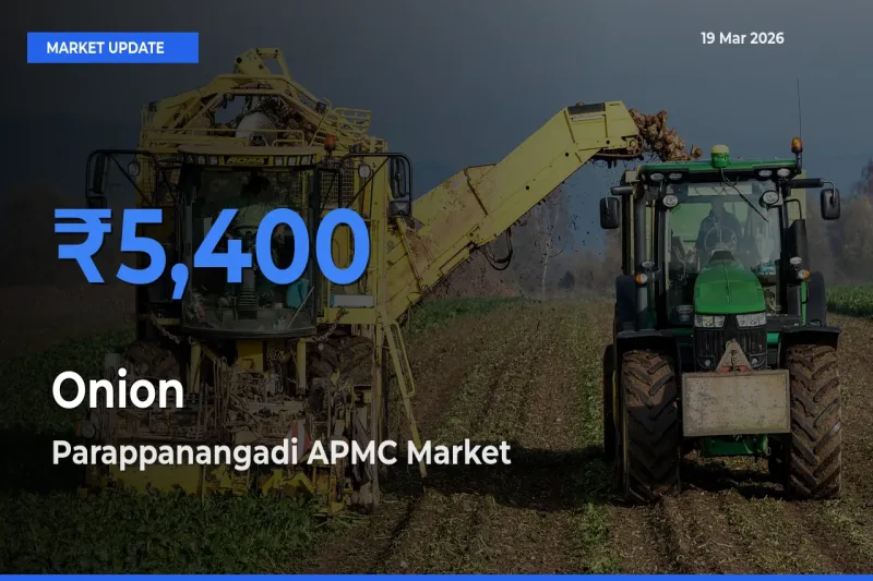 Parappanangadi APMC Offers ₹5,400 – Highest Onion Rate Today