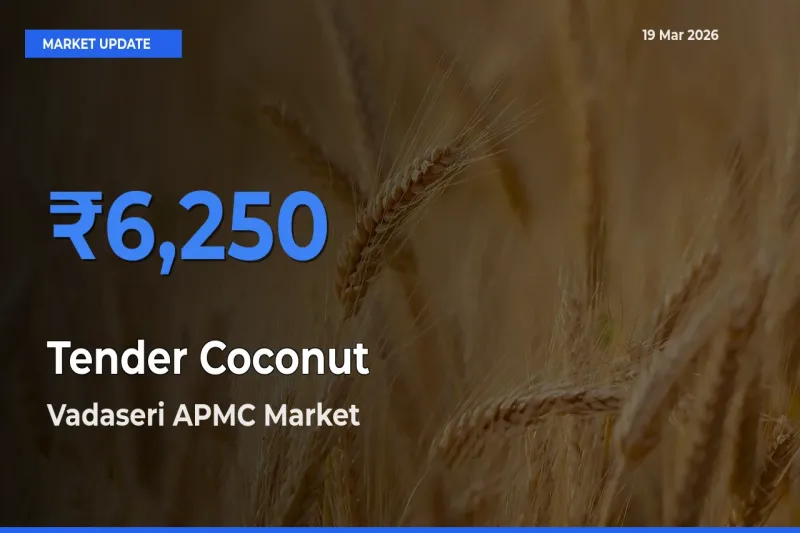 Vadaseri APMC Records Highest ₹6,250 Rate for Tender Coconut