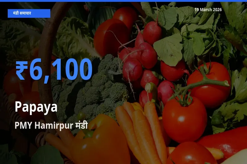 आज पपीता के सबसे ऊँचे दाम ₹6,100 PMY Hamirpur मंडी में
